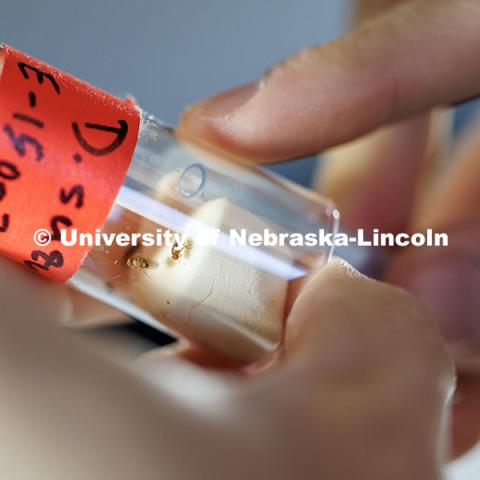 Sophomore biological sciences major Andrew Moyer grabs fruit flies out of a vial inside a Manter Hall lab. The Southeast Asian fruit fly known as the ‘Drosophila Suzukii’ is one of 60 total strains being analyzed. October 24, 2024. Photo by Jordan Opp / University Communication and Marketing.