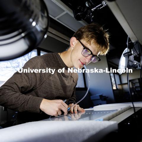 Sophomore biological sciences major Andrew Moyer places individual fruit flies into sectioned portions of a tray to observe if they will move to the warm or cold side inside a Manter Hall lab. Using recorded video and artificial intelligence Moyer can assess if a strain of fly prefers a hot or cold environment. October 24, 2024. Photo by Jordan Opp / University Communication and Marketing.