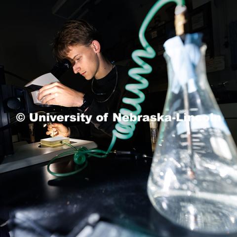 Sophomore biological sciences major Andrew Moyer examines the sex fruit flies under a microscope inside a Manter Hall lab. Through the use of carbon-dioxide anesthesia, Moyer is able to easily examine each fly. October 24, 2024. Photo by Jordan Opp / University Communication and Marketing.