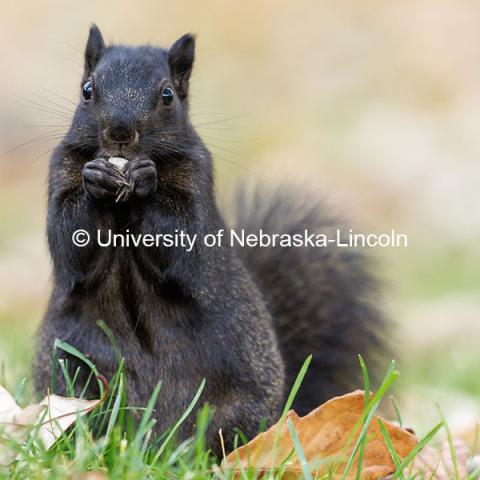 A black squirrel enjoys a snack near Love Library. On campus. November 4, 2024. Photo by Jordan Opp / University Communication and Marketing.