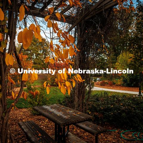 Fall Scenery on East Campus. The Maxwell Arboretum. November 8, 2024. Photo by Kristen Labadie / University Communication.