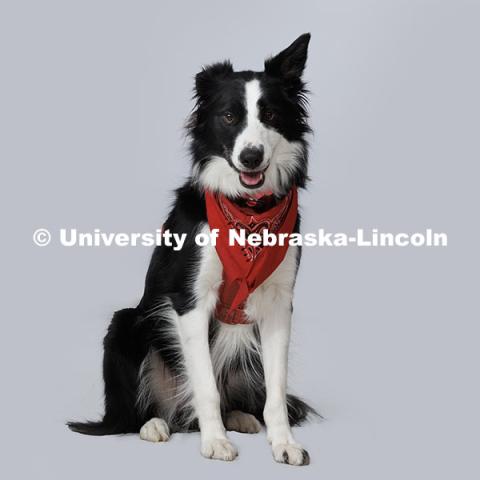 Ema, official dog mascot of The Johnny Carson Center for Emerging Media Arts belongs to Associate Professor Steve Kolbe. November 14, 2024. Photo by Jordan Opp / University Communication and Marketing.