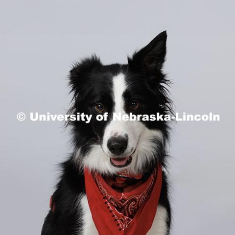 Ema, official dog mascot of The Johnny Carson Center for Emerging Media Arts belongs to Associate Professor Steve Kolbe. November 14, 2024. Photo by Jordan Opp / University Communication and Marketing.